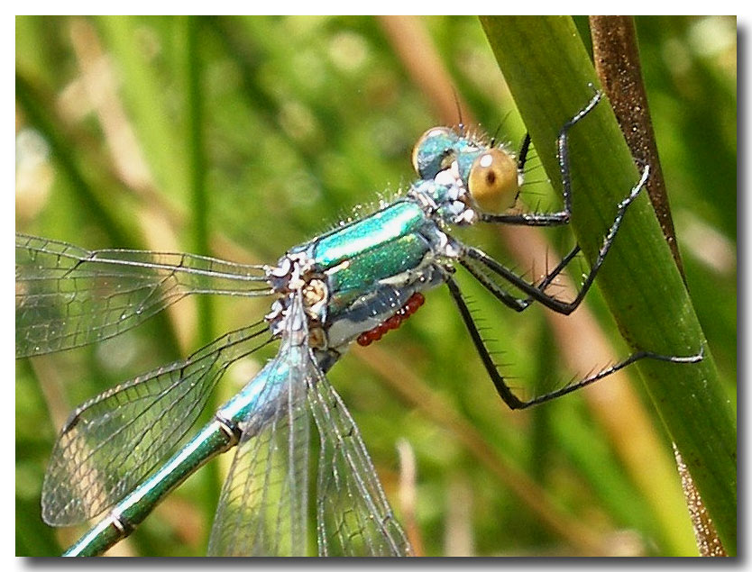 Acari acquatici parassiti di libellule